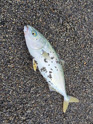 ワカシの釣果