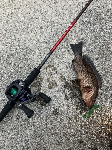 オオモンハタの釣果