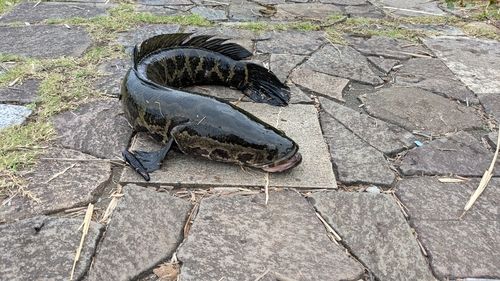 ライギョ