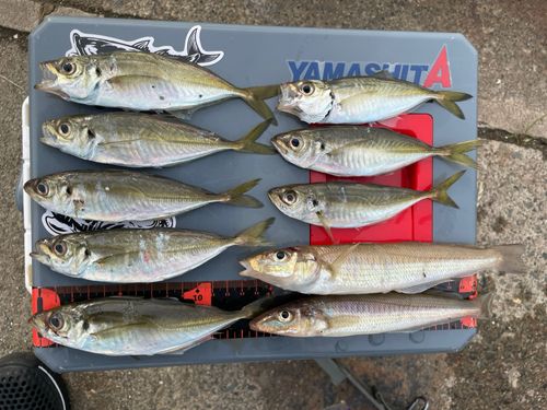 アジの釣果