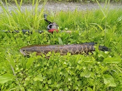 ライギョの釣果