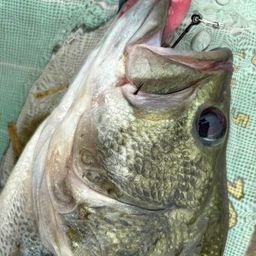 ラージマウスバス