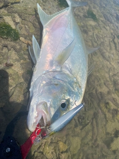 オニヒラアジの釣果