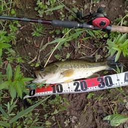 ラージマウスバス