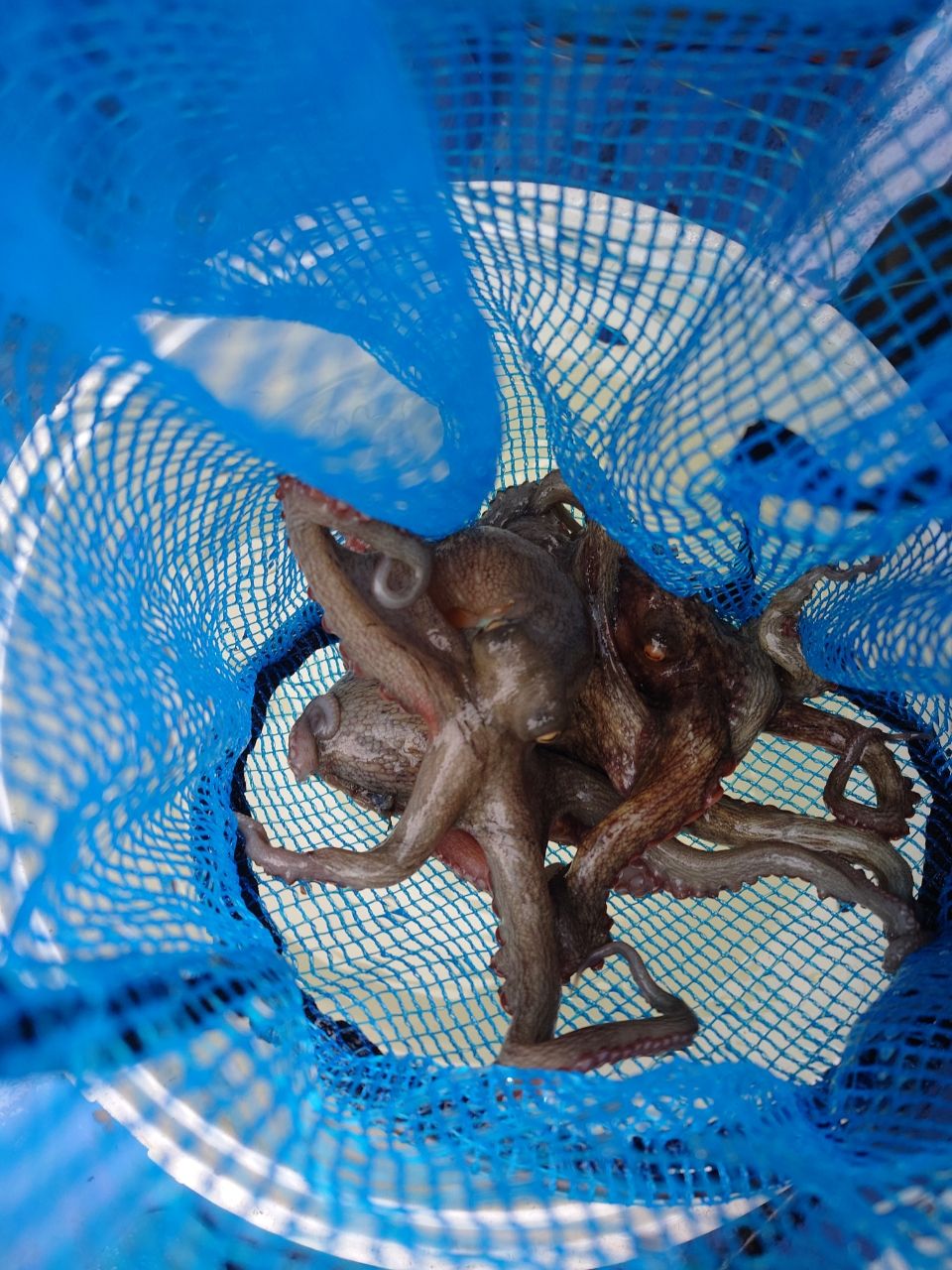 カワハギ太郎さんの釣果 2枚目の画像