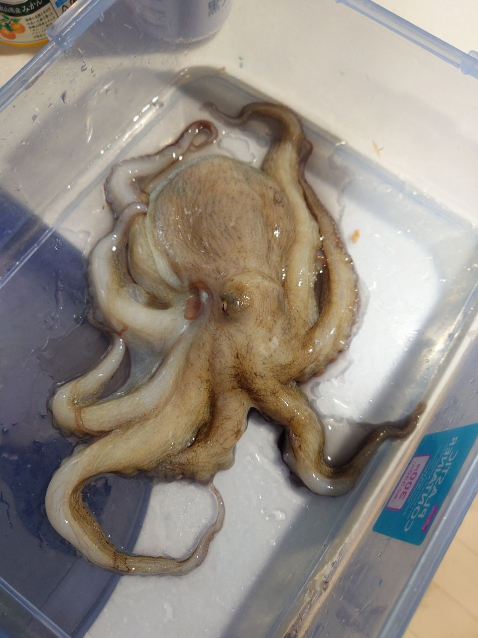 カワハギ太郎さんの釣果 3枚目の画像