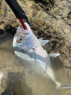 ロウニンアジの釣果