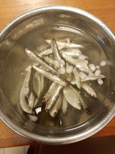 カタクチイワシの釣果