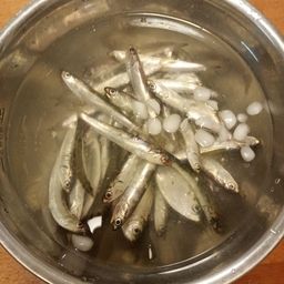 カタクチイワシ