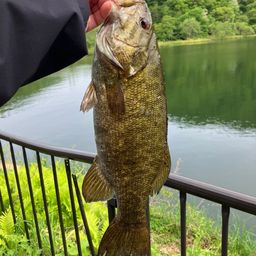 スモールマウスバス