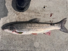 マルタウグイの釣果