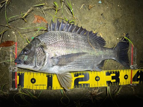 クロダイの釣果