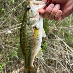 ラージマウスバス