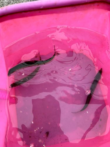 カタクチイワシの釣果