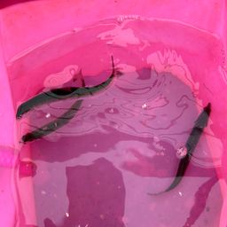 カタクチイワシ