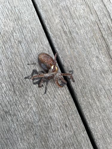 ミミイカの釣果