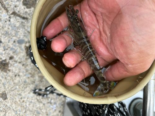 エビの釣果