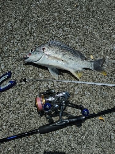 釣果