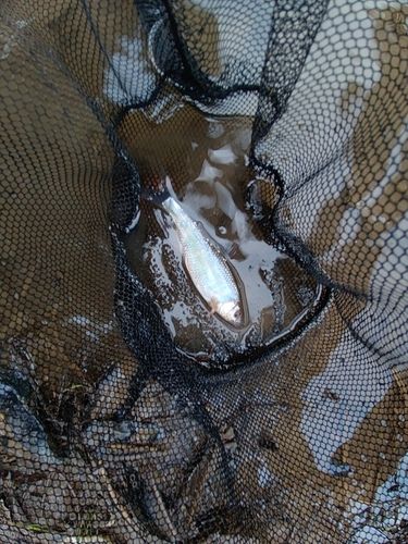 オイカワの釣果