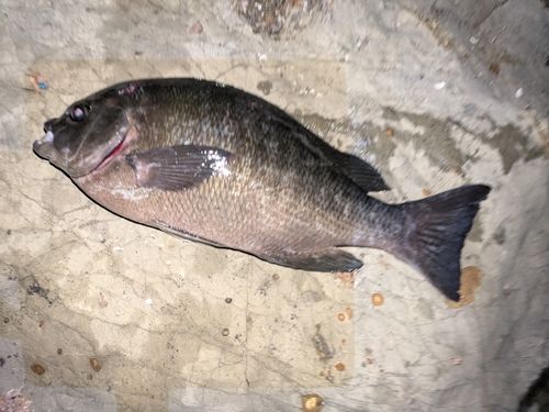メジナの釣果