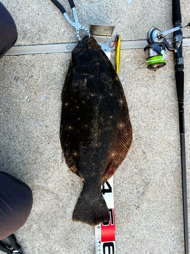 ヒラメの釣果