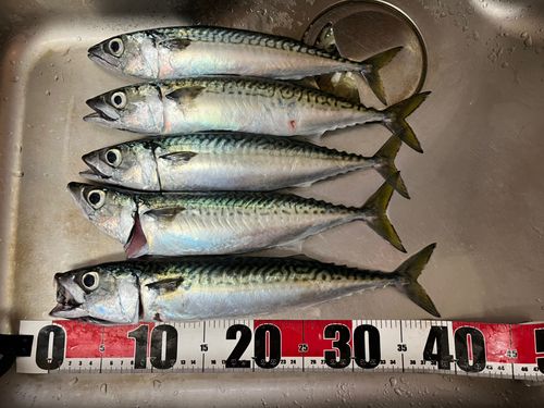 サバの釣果