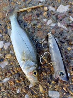 セイゴ（ヒラスズキ）の釣果