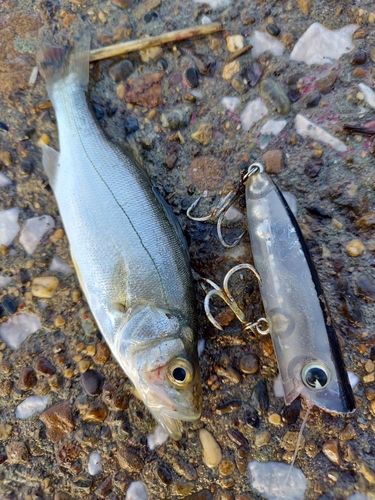 セイゴ（ヒラスズキ）の釣果