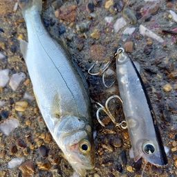 セイゴ（ヒラスズキ）