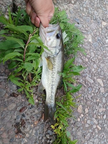 ラージマウスバスの釣果