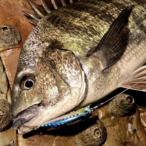 チヌの釣果