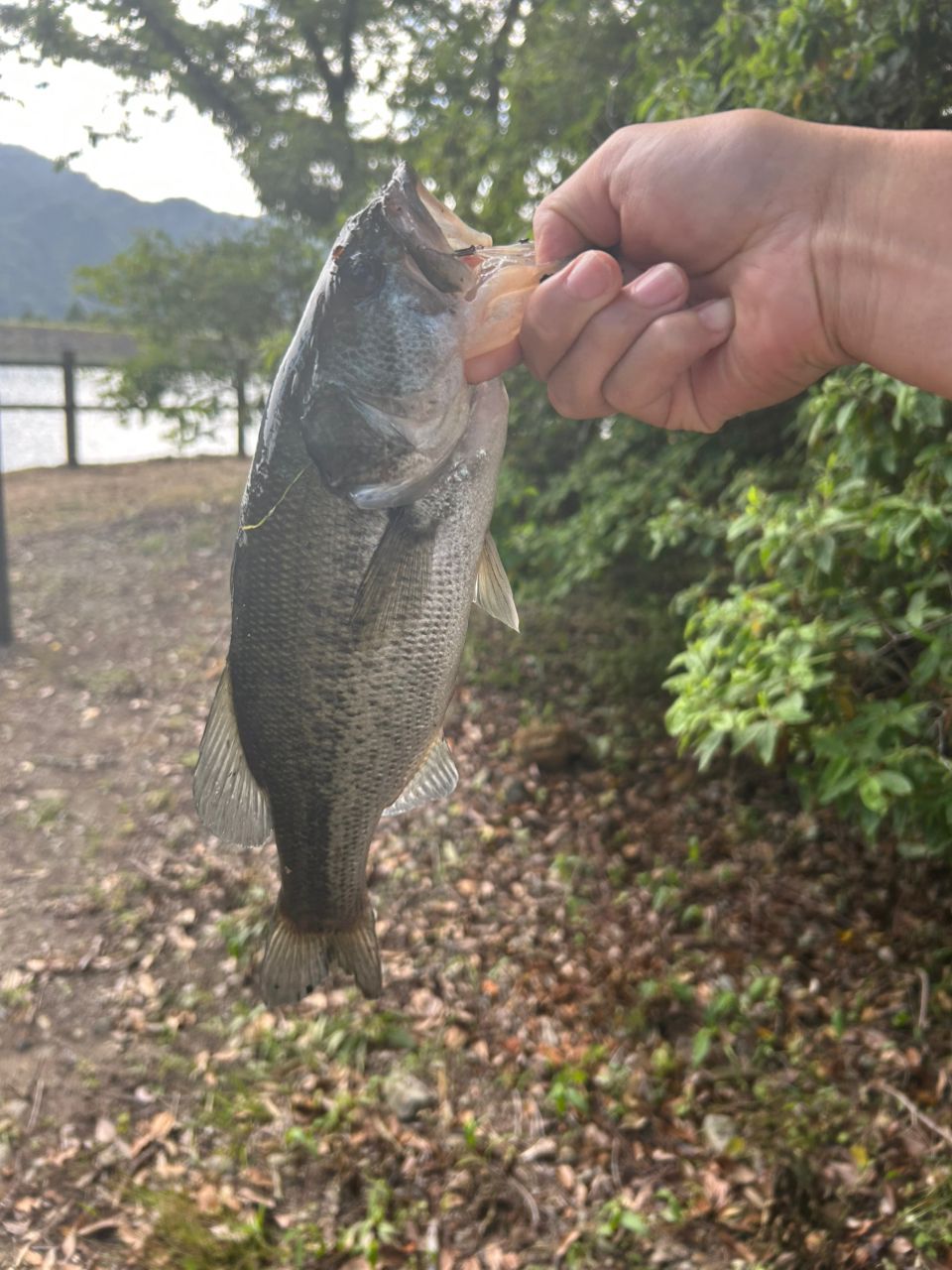 ブラックバス