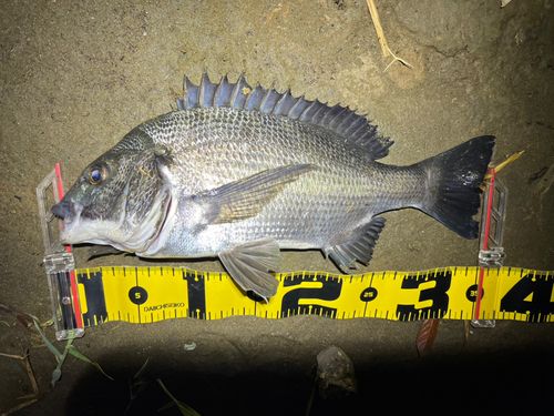 クロダイの釣果
