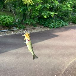 ブラックバス