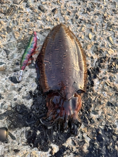 モンゴウイカの釣果