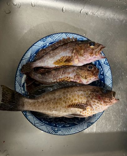 アラカブの釣果