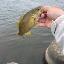 スモールマウスバス