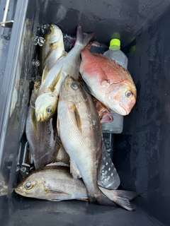 イサキの釣果