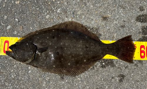 ヒラメの釣果