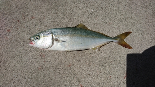 ワカシの釣果