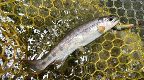 トラウトの釣果