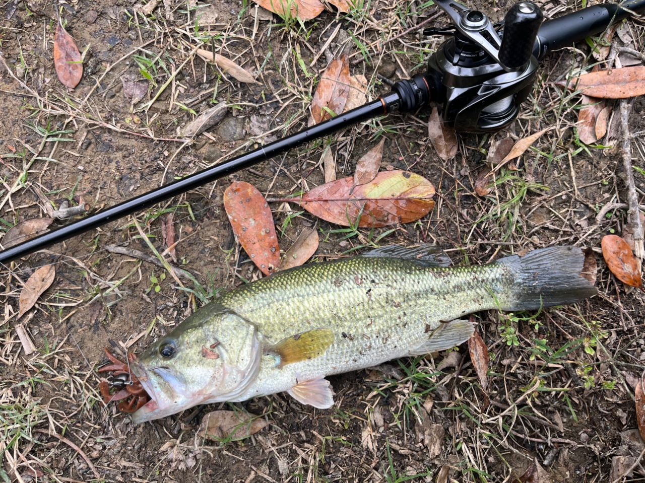 ラージマウスバス