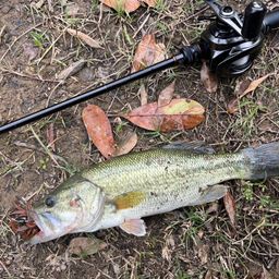 ラージマウスバス