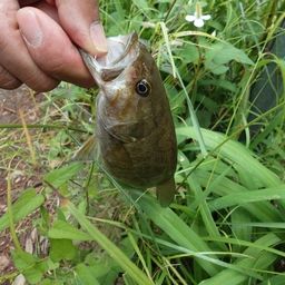 スモールマウスバス