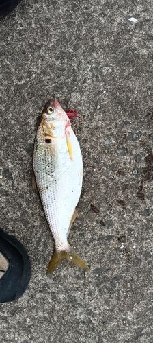 コノシロの釣果
