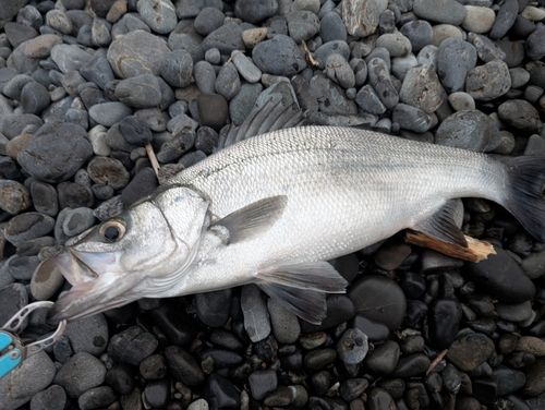 ヒラスズキの釣果