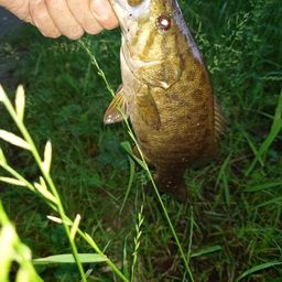 スモールマウスバス