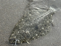 ソゲの釣果