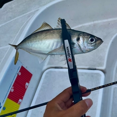 マアジの釣果
