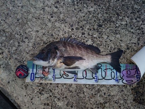 チヌの釣果